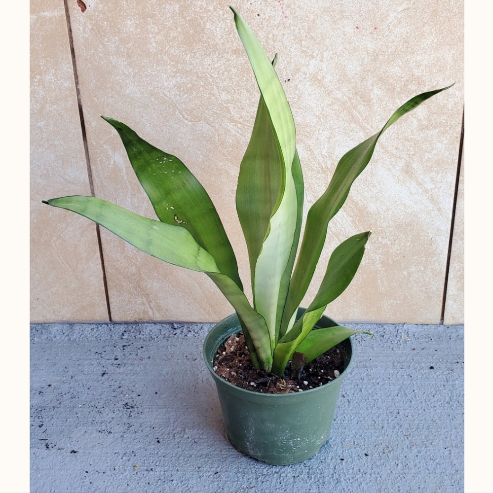Sansevieria Moonlight | 4" pot
